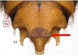   Rhodanthidium sticticum  T6 with truncate projection, photo: C. Ritner 
